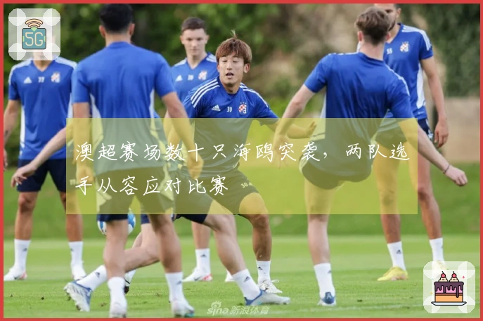 澳超赛场数十只海鸥突袭，两队选手从容应对比赛