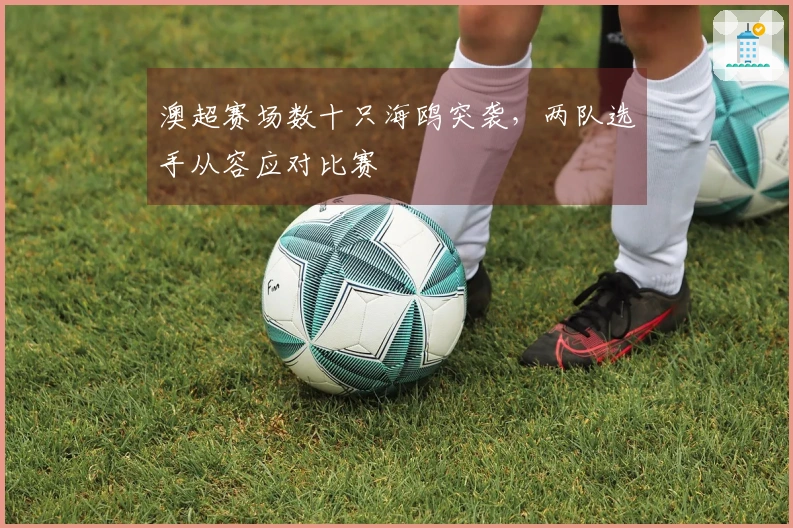 澳超赛场数十只海鸥突袭，两队选手从容应对比赛